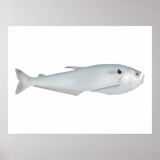 カクンダ ポスター (正面)