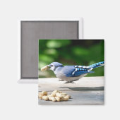 カケスがピーナッツを手に入れる マグネット (正面/裏面)