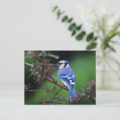 カケス,カオンシタクリスタータ2 ポストカード (スタンド正面)