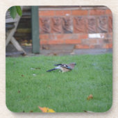 カケス コースター (正面)