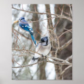 カケバドリ ポスター (正面)