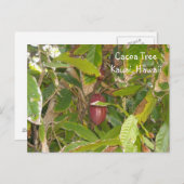 カコアの木 ポストカード (正面/裏面)
