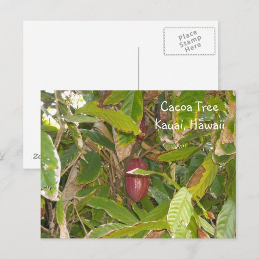 カコアの木 ポストカード (正面/裏面)