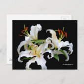 カサブランカエレガントホワイトオリエンタルリリー ポストカード (正面/裏面)