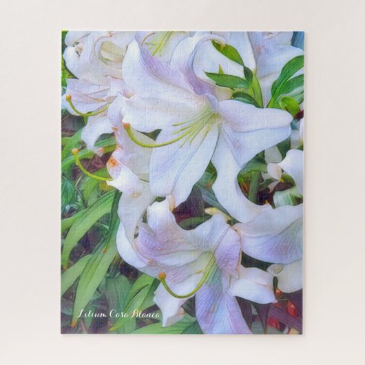 カサブランカ [花] ジグソーパズル (縦)