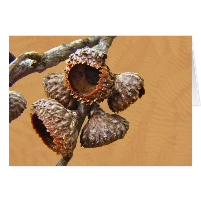 カシのドングリの帽子 (正面横)