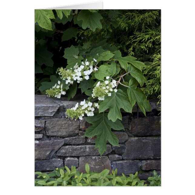 カシの葉のアジサイおよび石塀 (正面)