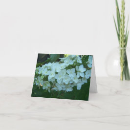 カシの葉のアジサイの開花の挨拶状 カード