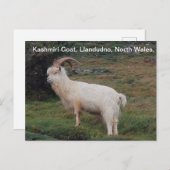 カシミーリヤギ、ランドゥドノ、北ウェールズ。  ポストカード (正面/裏面)