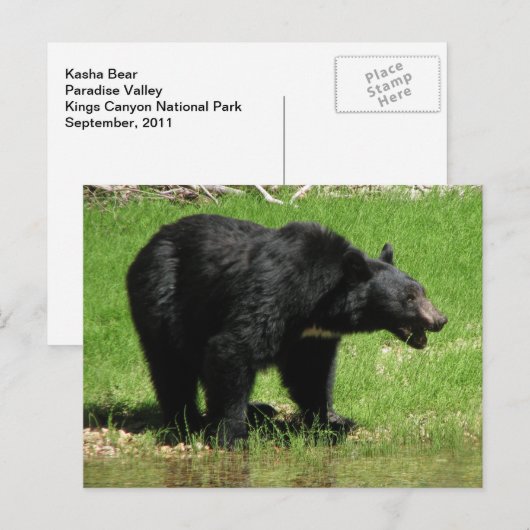 カシャベア1 ポストカード (正面/裏面)