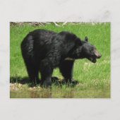 カシャベア1 ポストカード (正面)