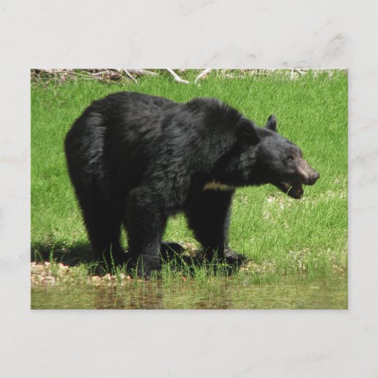 カシャベア1 ポストカード (正面)