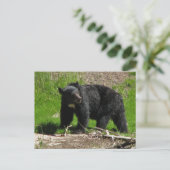 カシャベア2 ポストカード (スタンド正面)