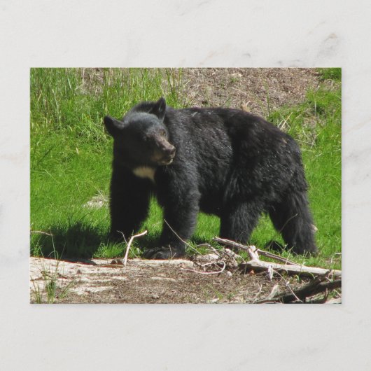 カシャベア2 ポストカード (正面)