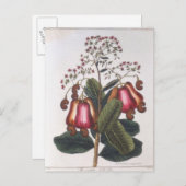 カシューナッツ ポストカード (正面/裏面)