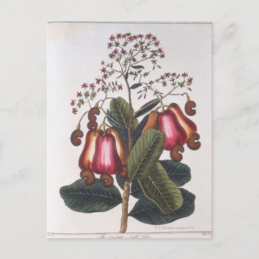 カシューナッツ ポストカード (正面)