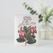 カシューナッツ ポストカード (スタンド正面)