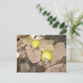 カシューフルーツ、ナイジェリア ポストカード (スタンド正面)