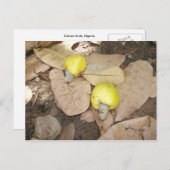 カシューフルーツ、ナイジェリア ポストカード (正面/裏面)