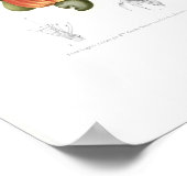 カシューー ポスター (角)