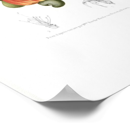 カシューー ポスター (角)