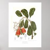 カシューー ポスター (正面)