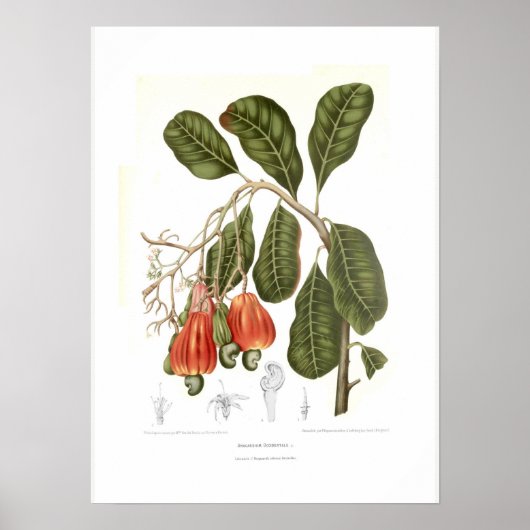 カシューー ポスター (正面)