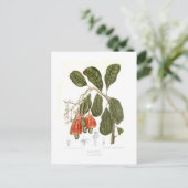 カシューー ポストカード (スタンド正面)