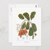 カシューー ポストカード (正面/裏面)