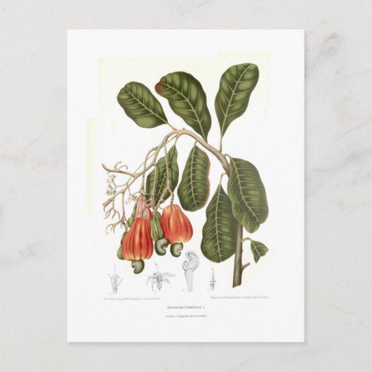 カシューー ポストカード (正面)