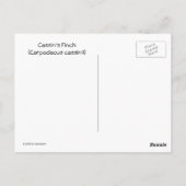 カシンズフィンチはがき ポストカード (裏面)