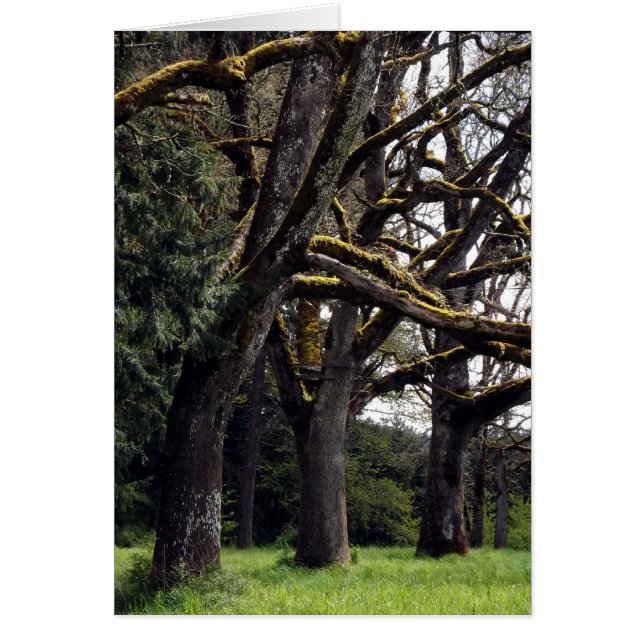 カシ果樹園 (正面)