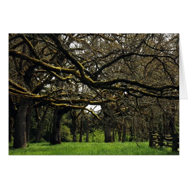 カシ果樹園、2 (正面横)