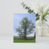 カシ素晴らしの木 ポストカード (スタンド正面)