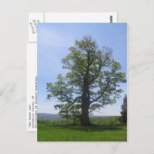 カシ素晴らしの木 ポストカード (正面/裏面)