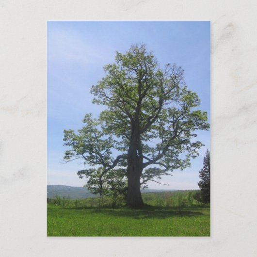 カシ素晴らしの木 ポストカード (正面)