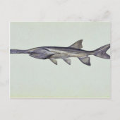 カジキ ポストカード (正面)