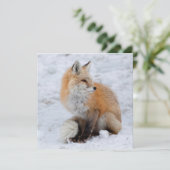 カスケードキツネイン雪 シーズンカード (スタンド正面)