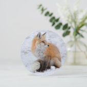 カスケードキツネイン雪 シーズンカード (スタンド正面)