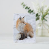 カスケードキツネイン雪 シーズンポストカード (スタンド正面)