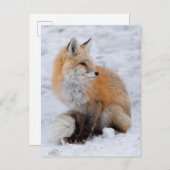 カスケードキツネイン雪 シーズンポストカード (正面/裏面)