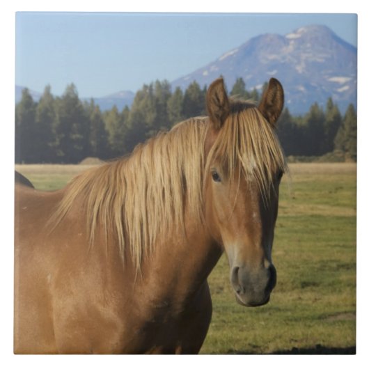 カスケード山脈 栗毛の馬 タイル (正面)