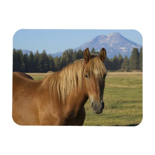 カスケード山脈 | 栗毛の馬 マグネット (横)