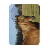 カスケード山脈 | 栗毛の馬 マグネット (縦)