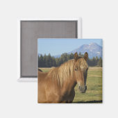 カスケード山脈 栗毛の馬 マグネット (正面/裏面)