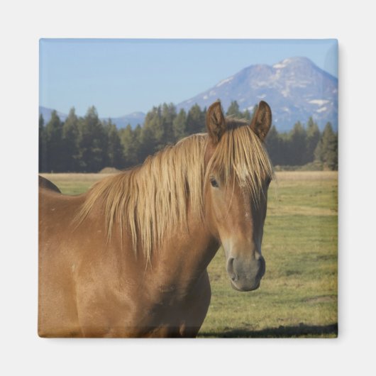 カスケード山脈 栗毛の馬 マグネット (正面)