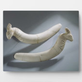 カスタネッツ一対、シニア時代(カバ4代目) フォトプラーク (正面)