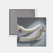 カスタネットのペア、Thinite Period(ヒポタマスiv) マグネット (正面/裏面)