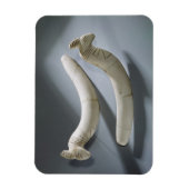 カスタネットのペア、Thinite Period（ヒポタマスiv） マグネット (縦)