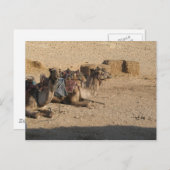 カスタマイズラクダのモデル- ポストカード (正面/裏面)